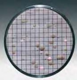 Membrane filtrante quadrillée avec milieux de culture Type Sabouraud Pour Levures + moisissures Couleur gris - vert Porosité 0,65 µm