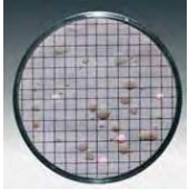 Membrane filtrante quadrillée avec milieux de culture Type Azoture Pour Entérocoque Couleur vert - vert Porosité 0,45 µm