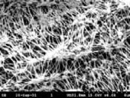 Membrane filtrante en PTFE type TE Schleicher & Schuell Type TE 36 Porosité 0,45 µm Ø 50 mm