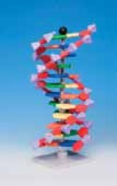 Modèle moléculaire miniADN ® / kits ARN