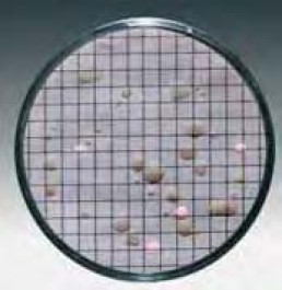 Membrane filtrante quadrillée avec milieux de culture Type Azoture Pour Entérocoque Couleur vert - vert Porosité 0,45 µm